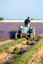 Lavendel
